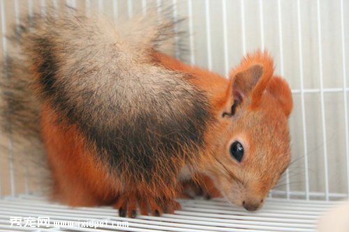 雪地松鼠的飼養溫度及體型特征