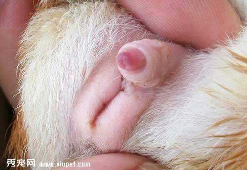 【荷蘭豬怎麼分公母】辨別荷蘭豬公母的方法及圖片