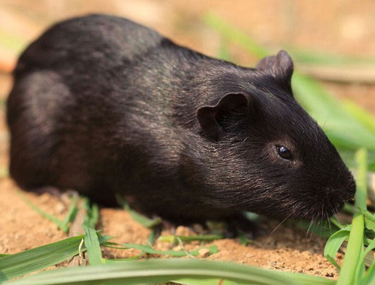 【黑豚鼠】黑豚鼠的養殖優勢及經濟價值