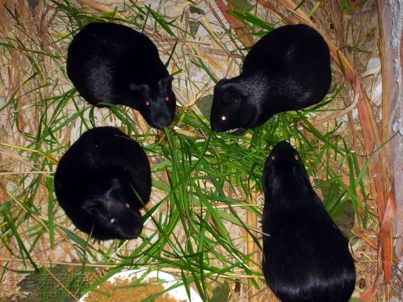 【黑豚鼠】影響黑豚鼠公豚配種能力的因素