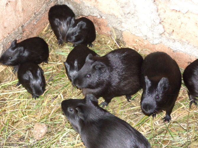【黑豚鼠】黑豚鼠選種繁殖的方式和方法