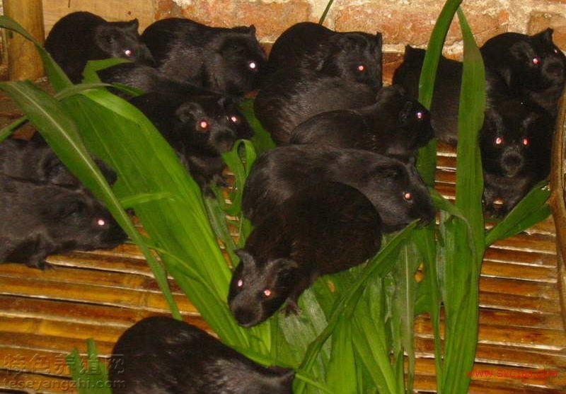【黑豚鼠養殖】黑豚鼠的飼養方式及養殖技術