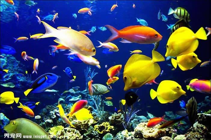 熱帶魚品種及飼養要點