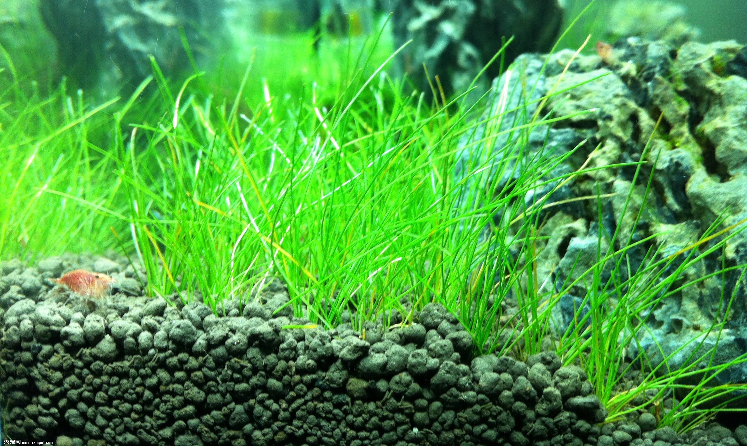 水族教學：水草的種植及管理