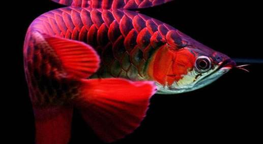養魚指南：龍魚肢體語言知多少？