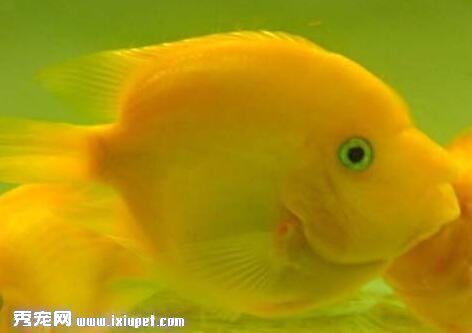 如何飼養黃金鹦鹉魚？飼養它需注意什麼？