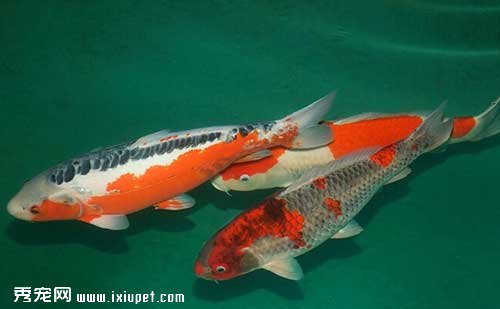 錦鯉魚的飼養方法有哪些？