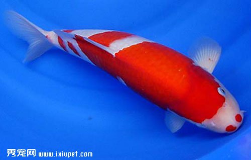 口紅紅白錦鯉魚特征_飼養_繁殖_多少錢一只【圖】