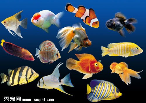熱帶魚品種繁多如何選購？