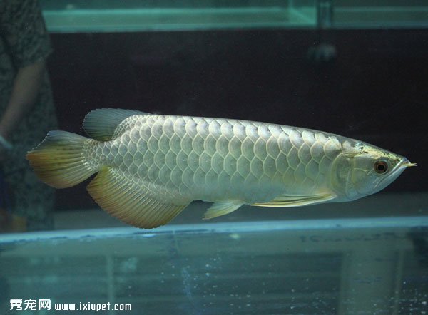 銀龍魚怎麼養及銀龍魚的壽命有多長