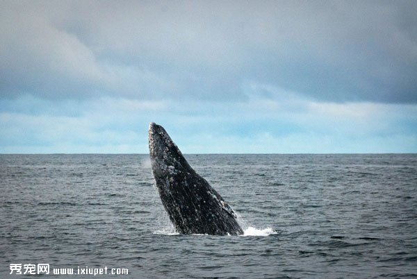 灰鯨的生活習性及發聲