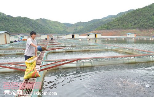 河蝦網箱養殖圖片的介紹以及網箱養蝦應的主要環節