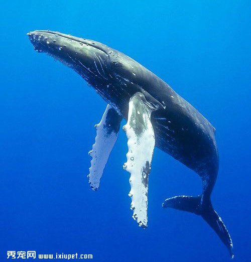 座頭鯨的資料介紹及外形特征分析