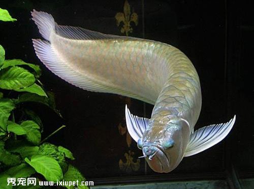 銀龍魚怎麼養及投喂方法