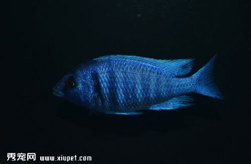 藍寶石魚的飼養環境及飼養要點