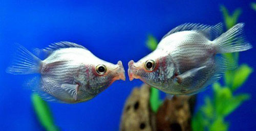 【接吻魚為什麼接吻】接吻魚為什麼接吻及為什麼不接吻的奧秘