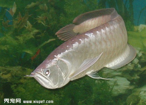 【銀龍魚怎麼養】銀龍魚日常飼養的方法