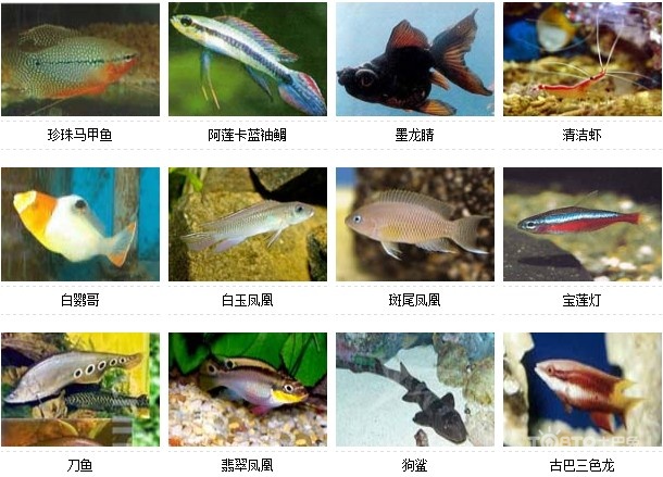 觀賞魚的種類圖片和名字大全(愛好者吐血整理)