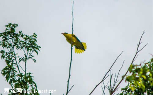 太陽鳥玄鳳鸚鵡的顏色區分及飼養注意事項