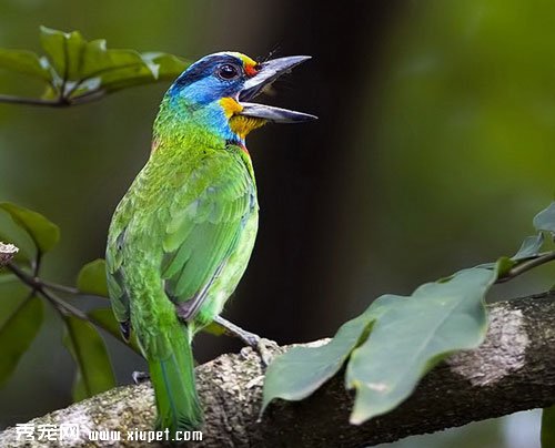 畫眉鳥的壽命一般有多長時間？