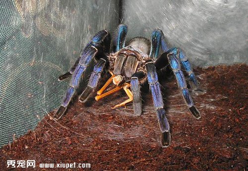 金屬藍蜘蛛的生活習性及物種信息