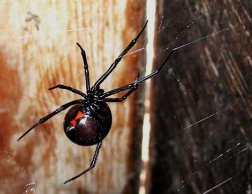 【黑寡婦】黑寡婦蜘蛛的外形特征