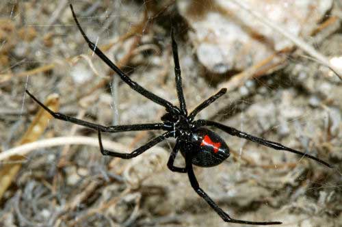 【黑寡婦】毒蜘蛛黑寡婦的基本介紹