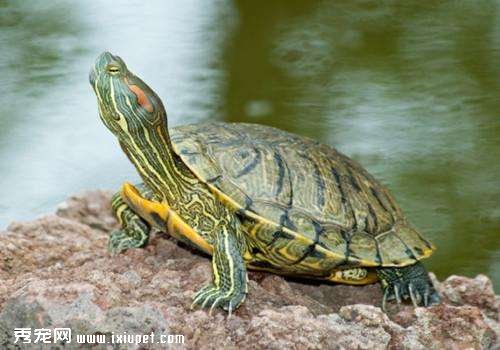 巴西龜繁殖 巴西龜水質環境分析