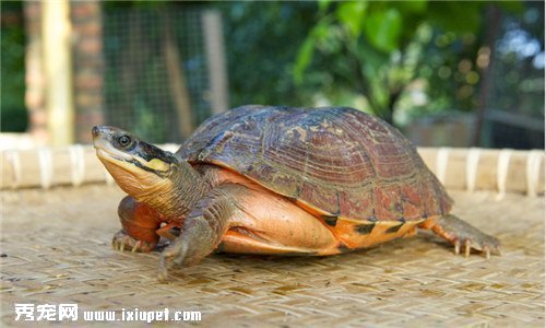 烏龜的生活習性、特點、飼養方法集錦大全