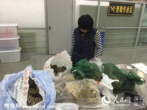 深圳查獲80余只活體陸龜 旅客欲走私入關當寵物販賣