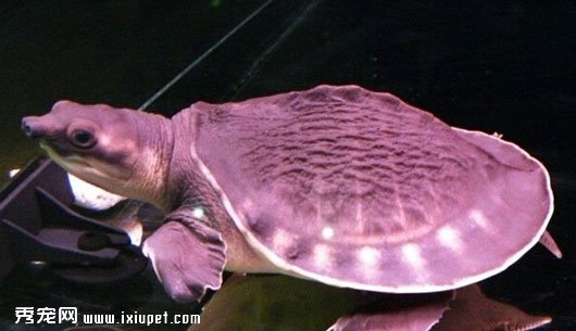 十大瀕危物種之一豬鼻龜