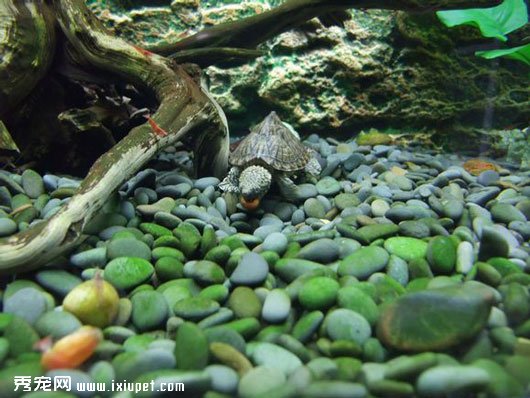十大瀕危物種之一豬鼻龜