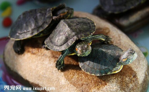 巴西龜的飼養方法有哪些?