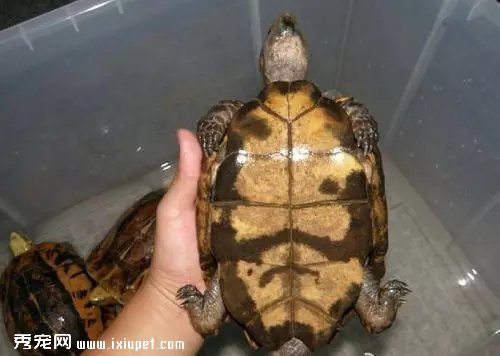 如何快速分辨烏龜的公母【圖解】