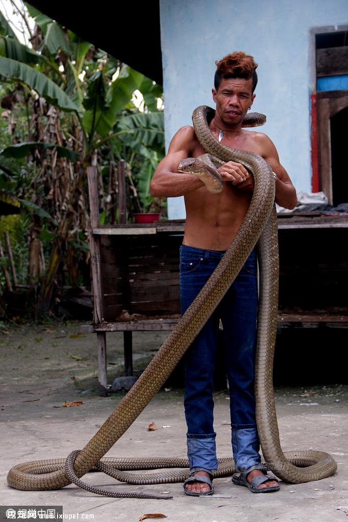 兩條眼鏡王蛇偷襲印尼村莊 被男子徒手捕獲乖乖做寵物