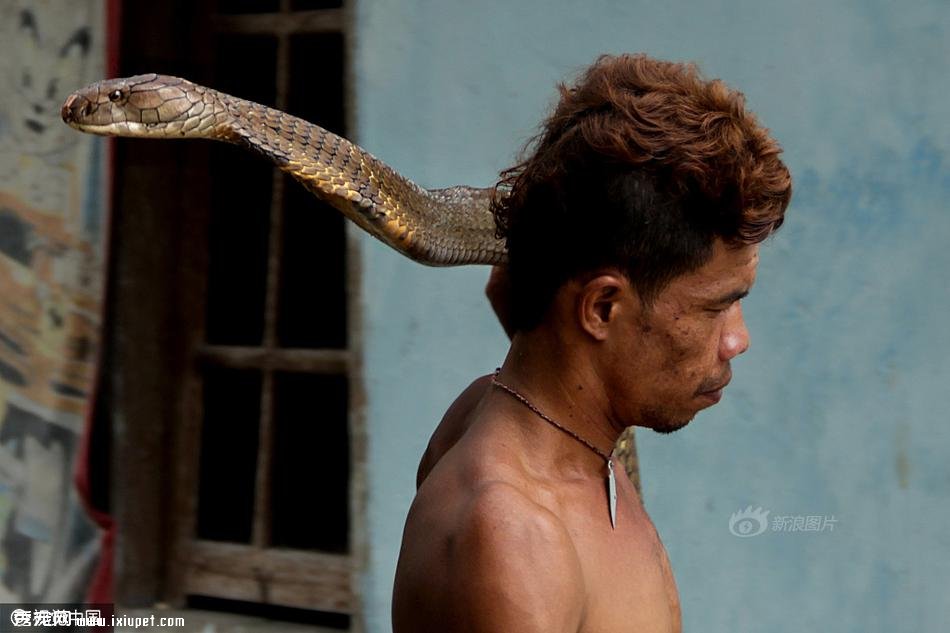 兩條眼鏡王蛇偷襲印尼村莊 被男子徒手捕獲乖乖做寵物