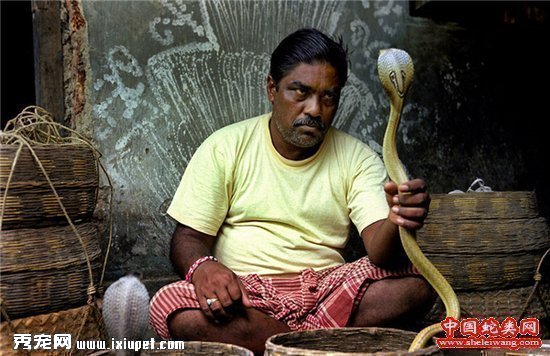 與蛇共舞的印度“蛇人”部落