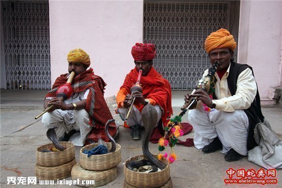 與蛇共舞的印度“蛇人”部落