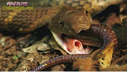 眼鏡王蛇吃什麼蛇？