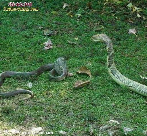 眼鏡王蛇吃什麼蛇？