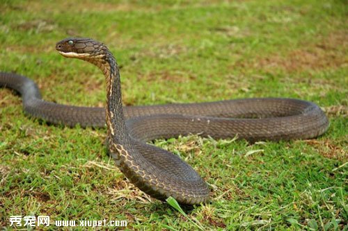 眼鏡王蛇的毒性特征及制取方式