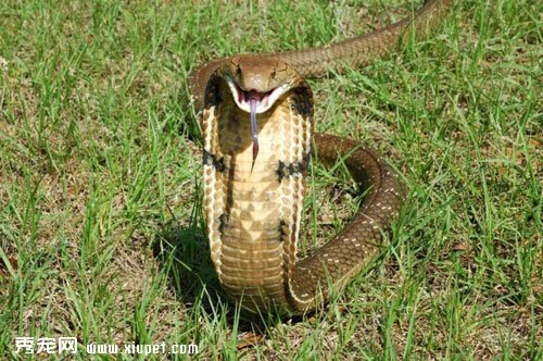 眼鏡王蛇的生活習性有哪些？
