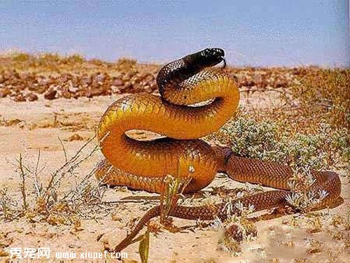 澳洲金剛蛇品種特征