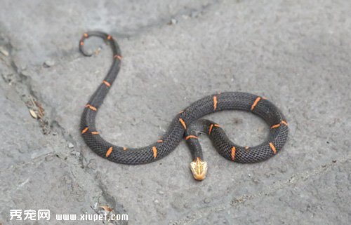 喜瑪拉雅白頭蛇生活環境