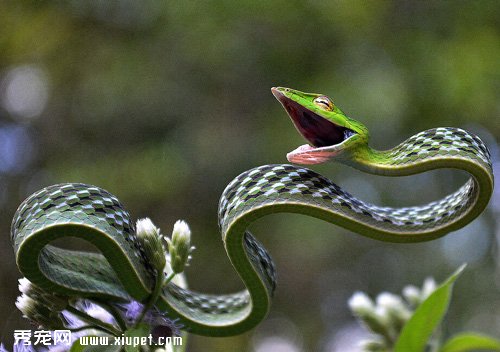 蛇的飼養中飲食有何需要注意的？