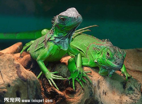 〝酷斯拉〞綠蜥蜴飲食照護