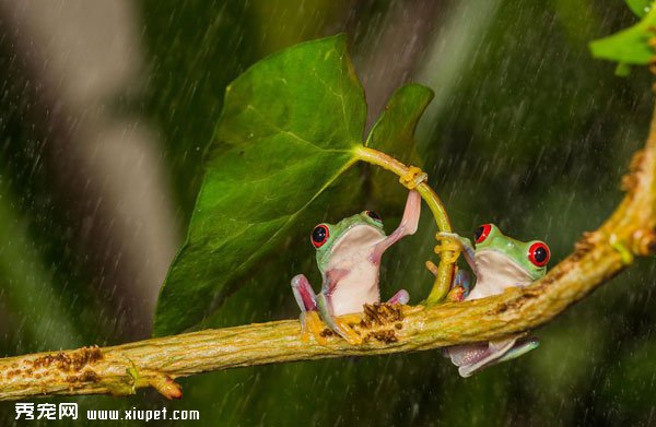動物撐傘瞬間，讓你不再討厭下雨天