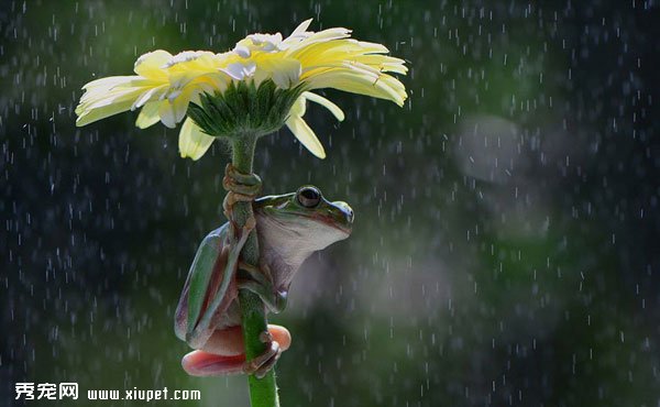 動物撐傘瞬間，讓你不再討厭下雨天