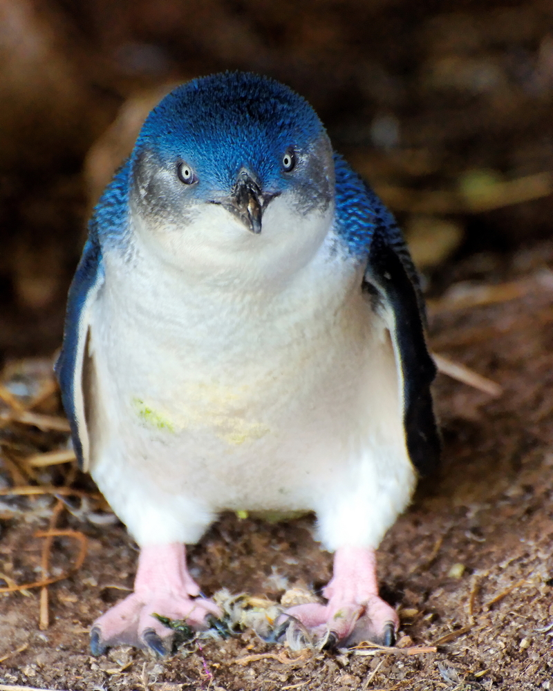 【小藍企鵝吃什麼】世界上最小的企鵝吃什麼？