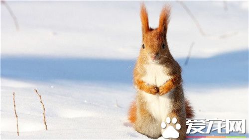 雪地松鼠壽命 雪地松鼠壽命一般是5到6年